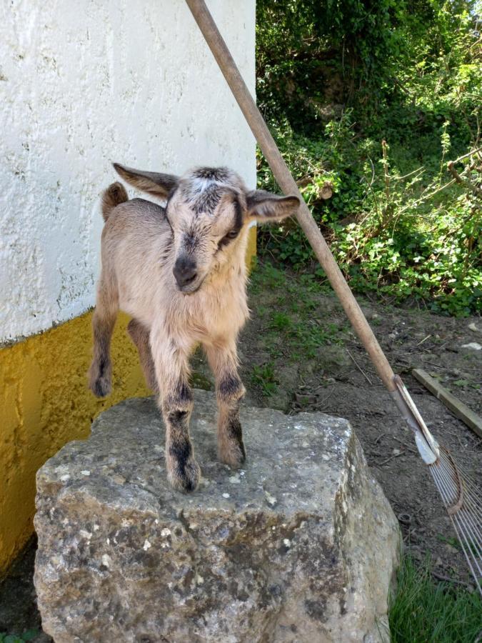 Casinha De Ferias No Campo - Quintinha Dos Cavalos - Arruda Dos Vinhos Sabugos 外观 照片